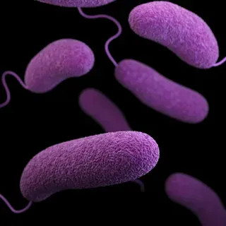 thumbnail for publication: Vibrio